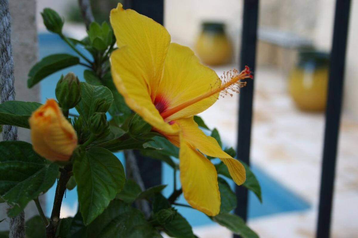 Maison Pelissier Bed And Breakfast With Sweeming Pool Cuxac-d'Aude Экстерьер фото